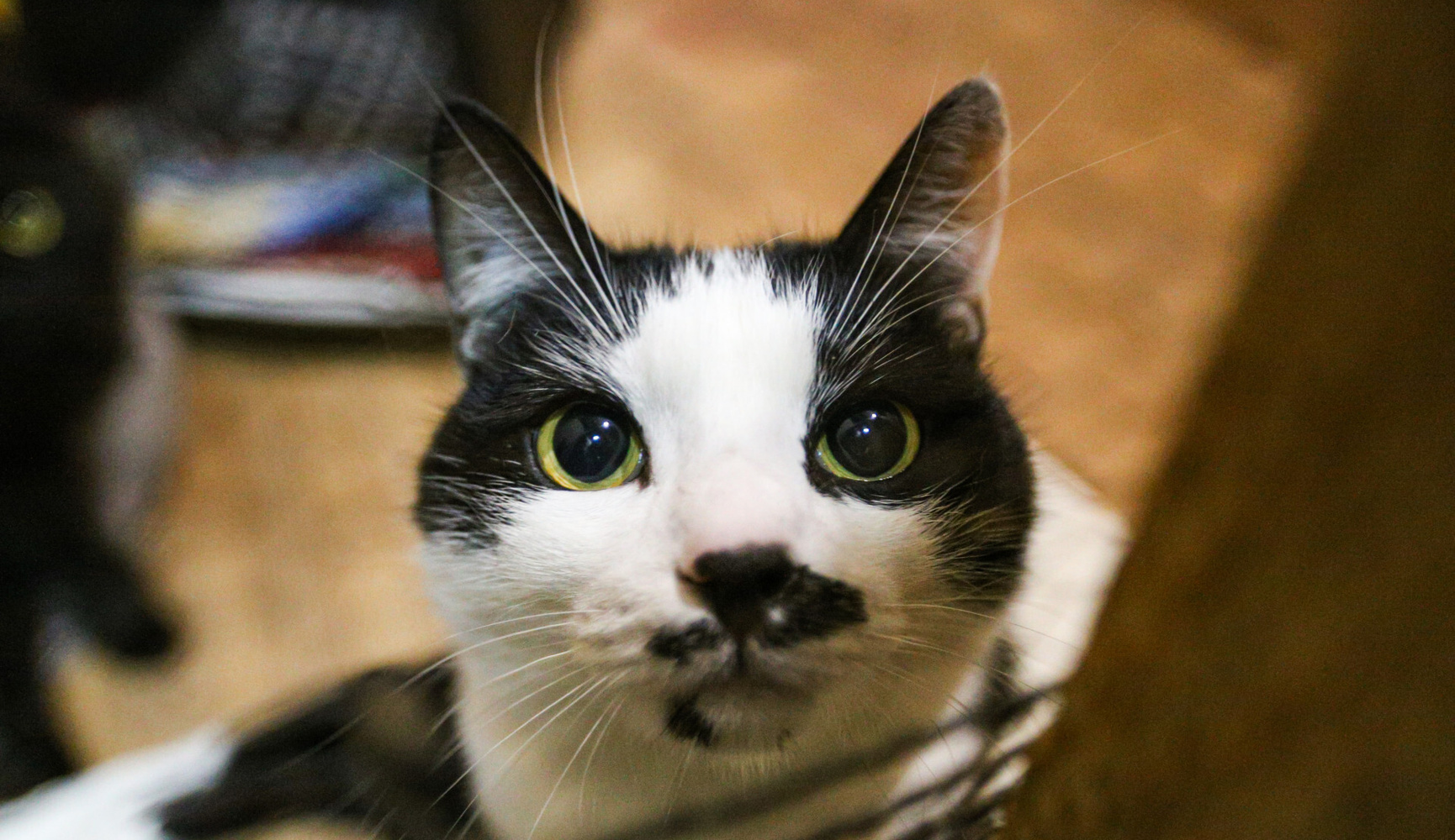 Видео порно перен трахает ешкі