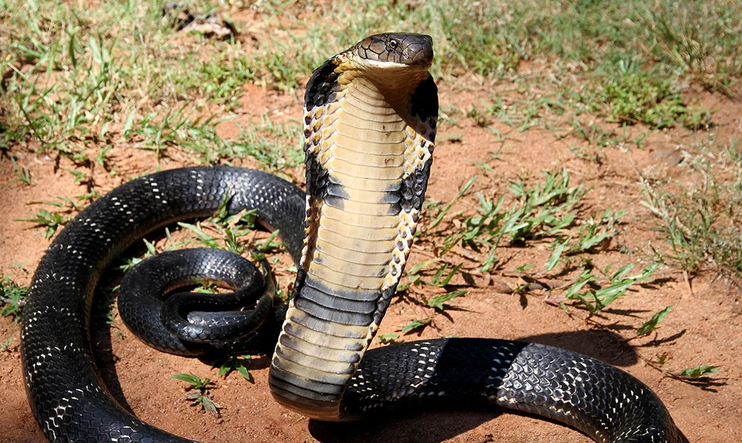 Меган Зои орыс порно