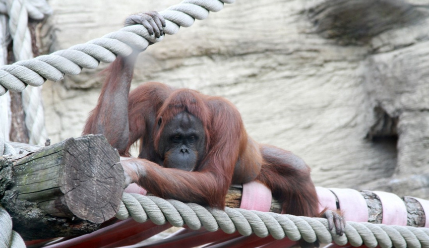 Спортшы жігіттермен порно