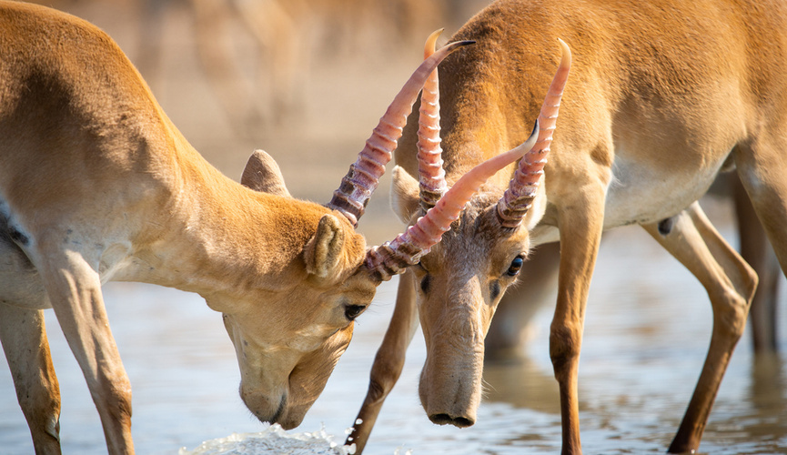 Porno shunchalik kattaki, unga sigmaydi.