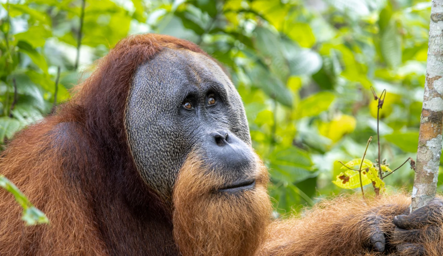 Oksana Fedorovaning seksual videolari