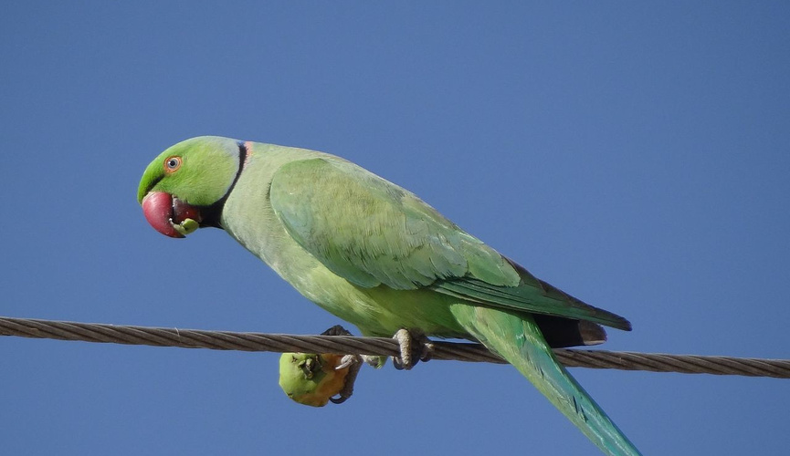 Купальник порно