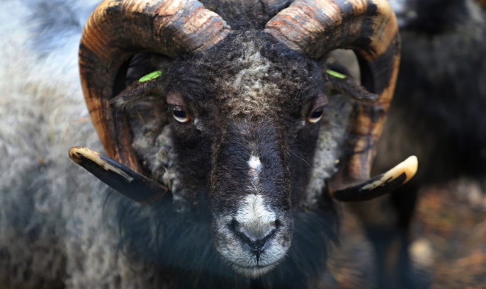 Qizlar kamming fotosuratlari